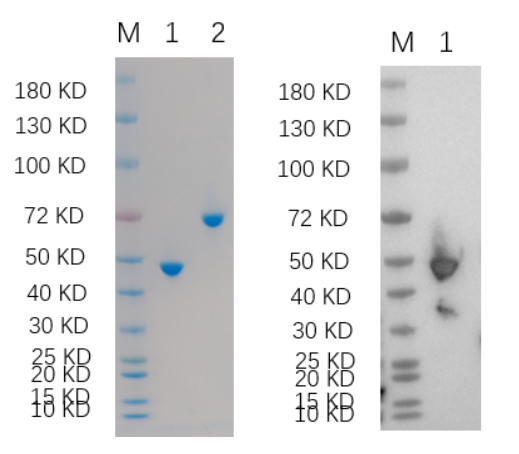 Reducing 4%-20% SDS-PAGE (CBB stained) and WB (Anti-His Mouse Monoclonal Antibody) analysis profiles of purified MAP2K1.
1. MAP2K1: 1 μg
2. BSA: 1 μg
